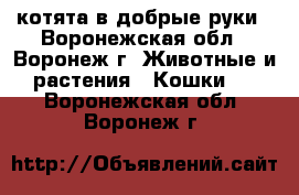 котята в добрые руки - Воронежская обл., Воронеж г. Животные и растения » Кошки   . Воронежская обл.,Воронеж г.